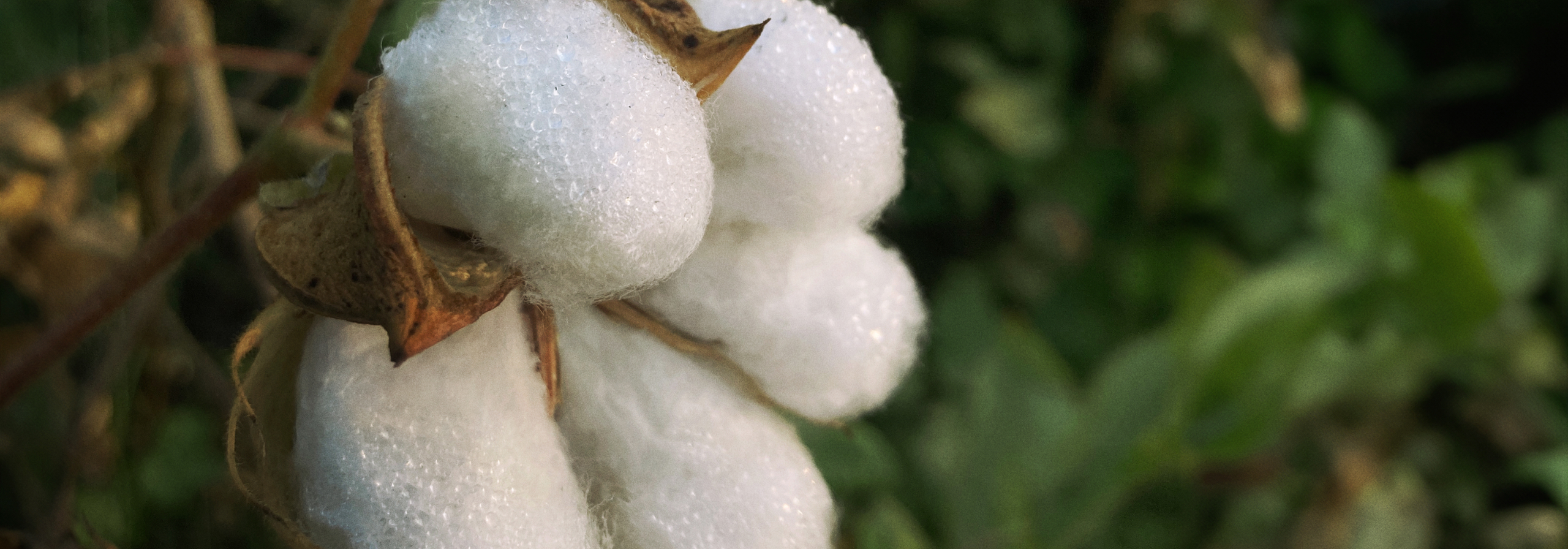 Mango is making advances in sustainability and for the first time will use  regenerative cotton in products on sale in 2024 - Mango Fashion Group