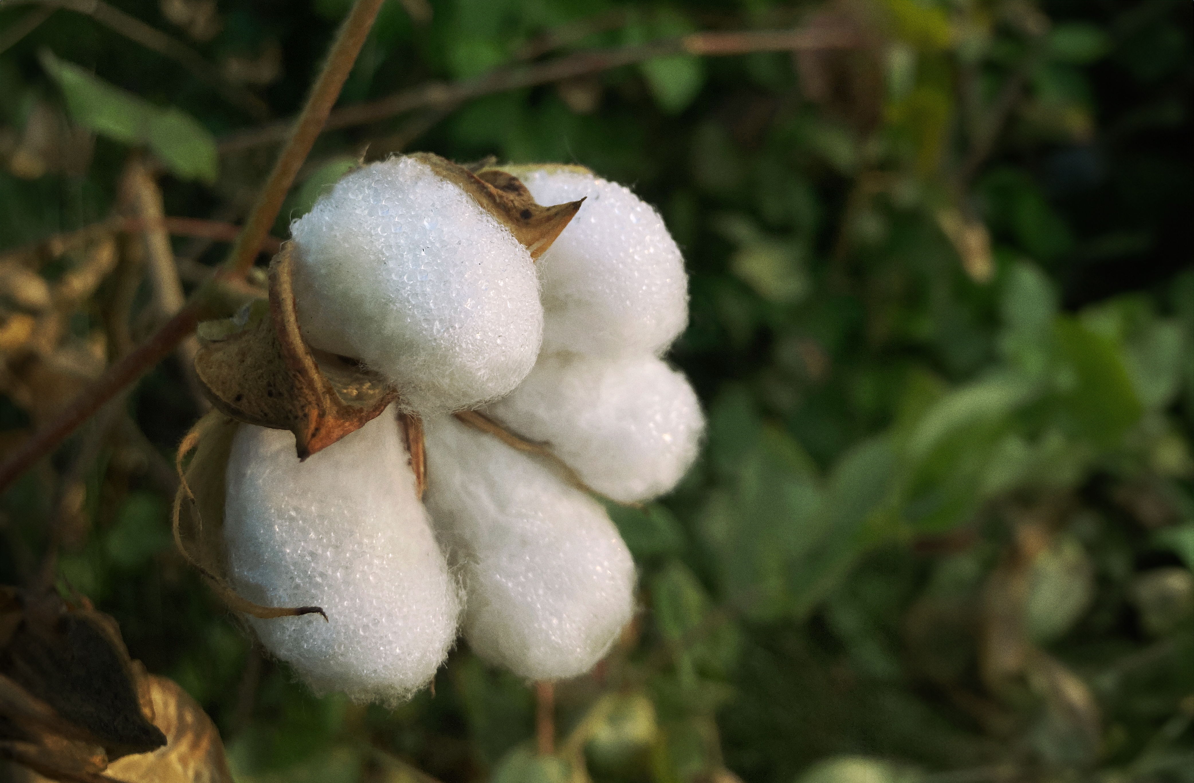 Beyond Organic: Brands That Use Traceable Cotton